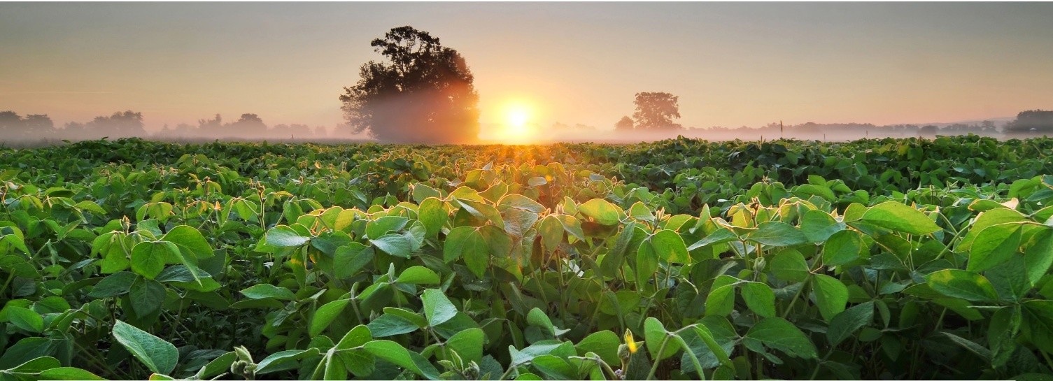 soybean_field