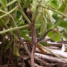 Phytophthora Root Rot Alert