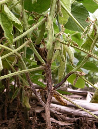 Phytophthora Root Rot Alert