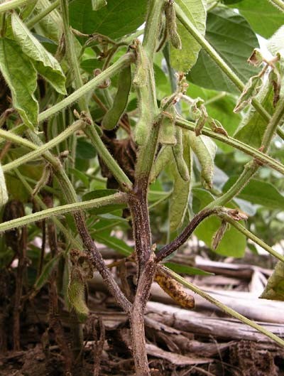 Phytophthora Root Rot