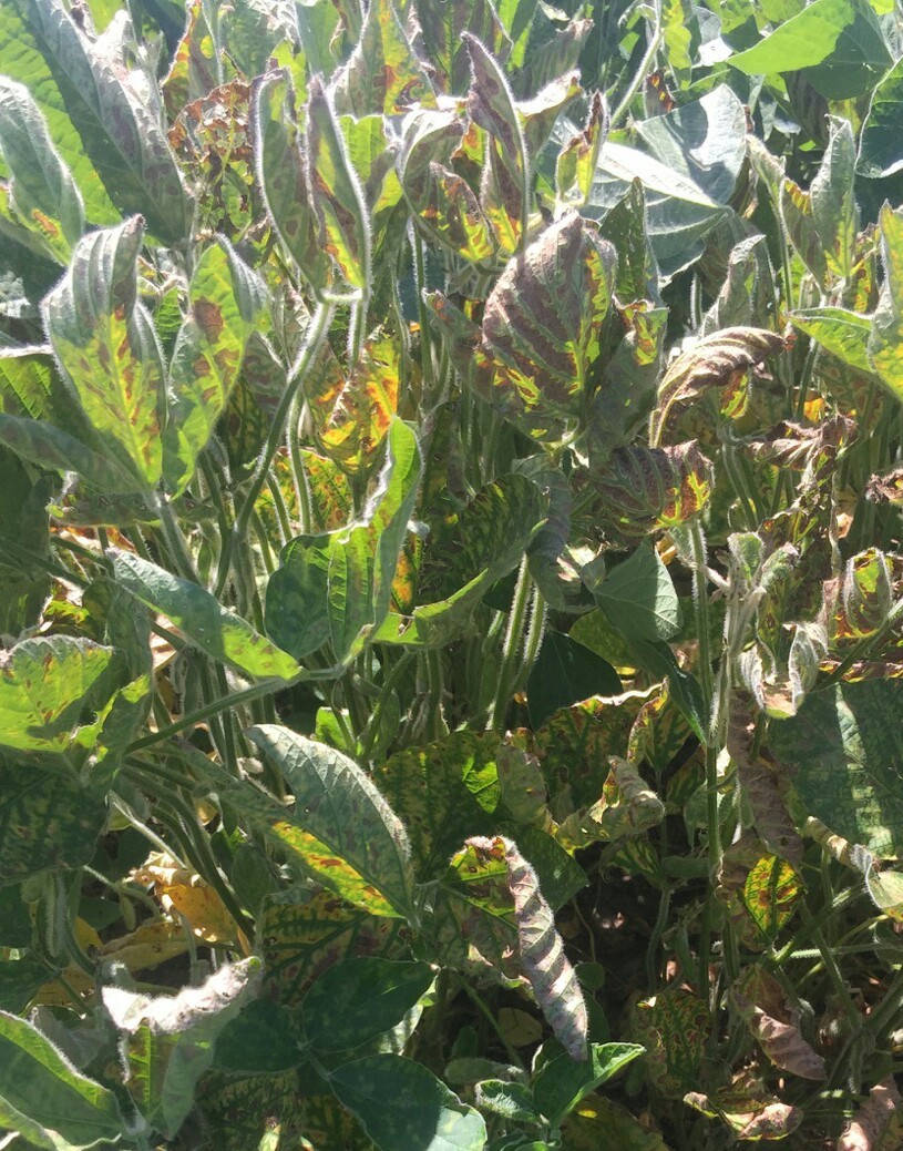 SDS disease pressure